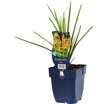 Fackellilie, Steppenkerze FloraSelf Kniphofia uvaria H 5-20 cm Co 0,5 L