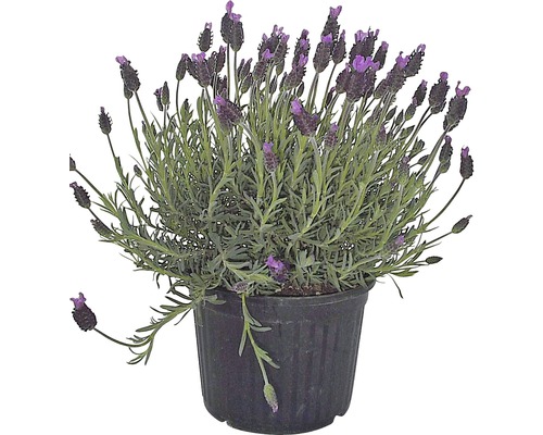 Lavande papillon FloraSelf Lavandula stoechas h 15-20 cm pot Ø 12 cm