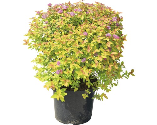 Spierstrauch im Topf mit Blüte