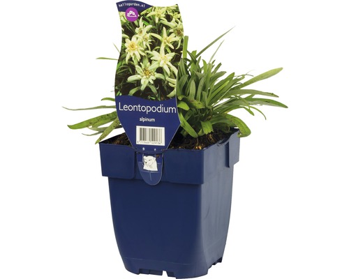 Edelweiss Pflanze im Topf