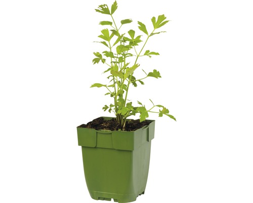 Céleri véritable en pot