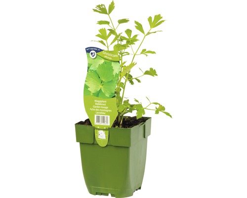 Plant de livèche en pot