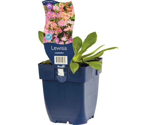 Lewisia cotyledon im Topf