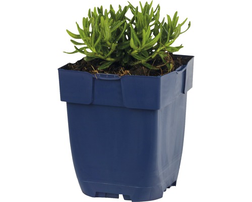 Grüne Pflanze im Kunststofftopf