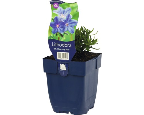Lithodora Heavenly Blue Pflanze im Topf
