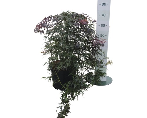 Japanischer Ahorn im Topf