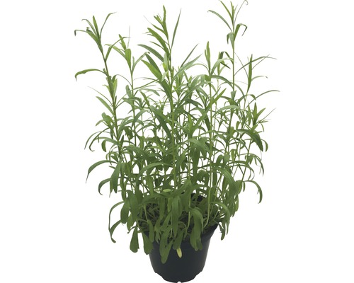 Estragon Pflanze im Topf