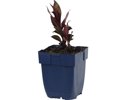 Plante en pot