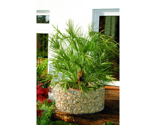 Hanfpalme in Gabionen-Pflanzgefäß im Außenbereich