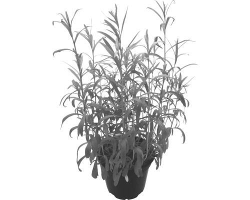 Topf mit aufrechter Sumpfschraube