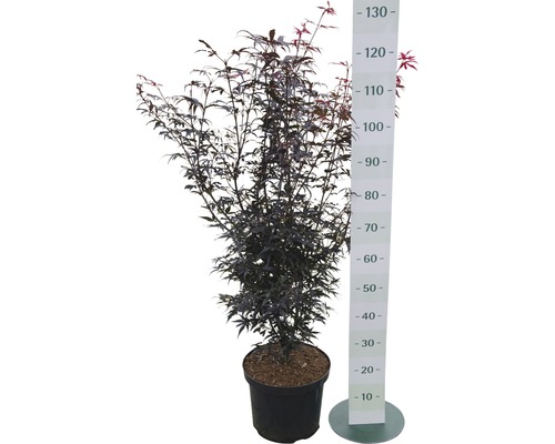 Japanischer Ahorn im Topf mit Größenangabe