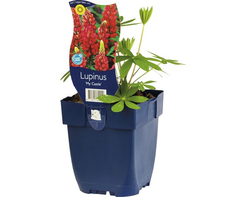 Lupin FloraSelf Lupinus -Cultivars 'My Castle' h 5-20 cm Co 0,5 l