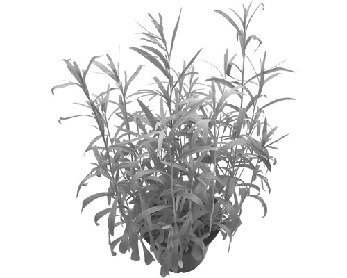 Wasserpest Pflanze im Topf