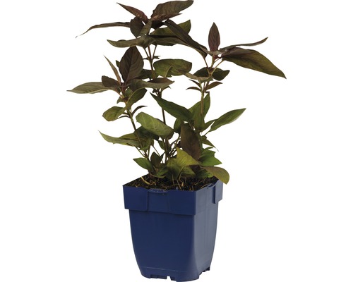 Plante amarante dans un pot