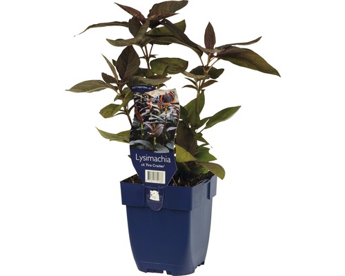 Lysimaque ciliée FloraSelf Lysimachia ciliata 'Fire Cracker' h 5-20 cm Co 0,5 l Lysimachia Firecracker dans un pot