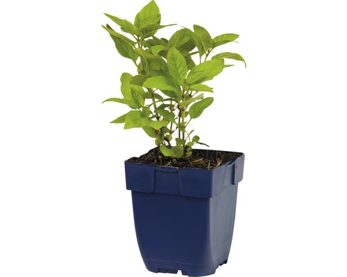 Basilikumpflanze im Topf