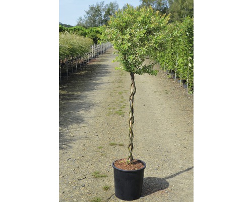 Arbre tressé en pot pour le jardin