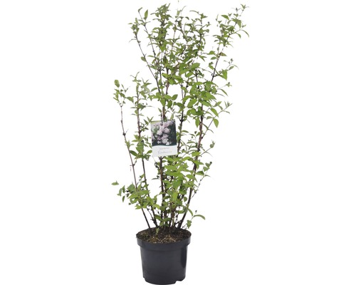 Lilas en pot avec étiquette