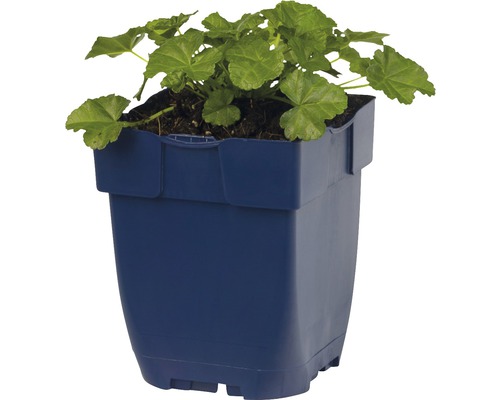 Geranie in einem Pflanzgefäß