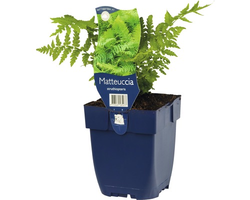 Straussfarn Pflanze im Topf