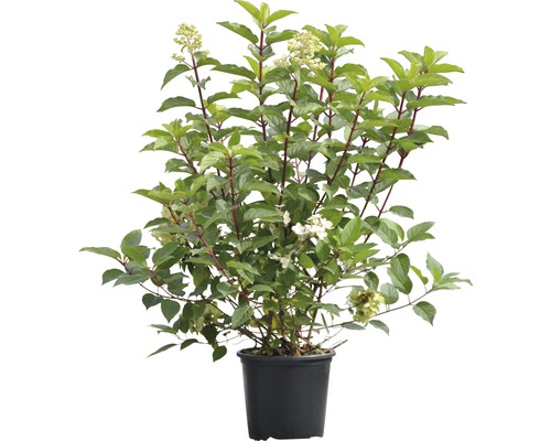 Rispenhortensie im Topf