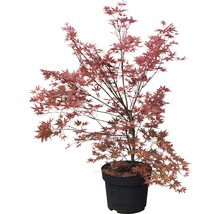 Érable japonais en pot