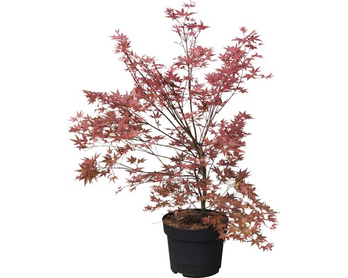 Japanischer Ahorn im Topf