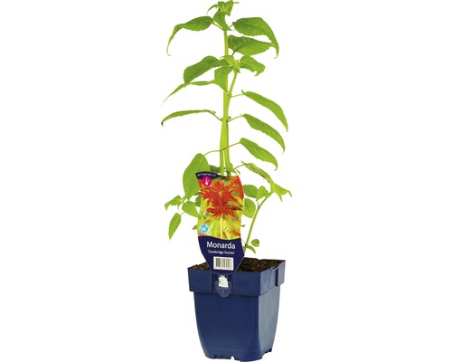 Plante Monarda Cambridge Scarlet en pot