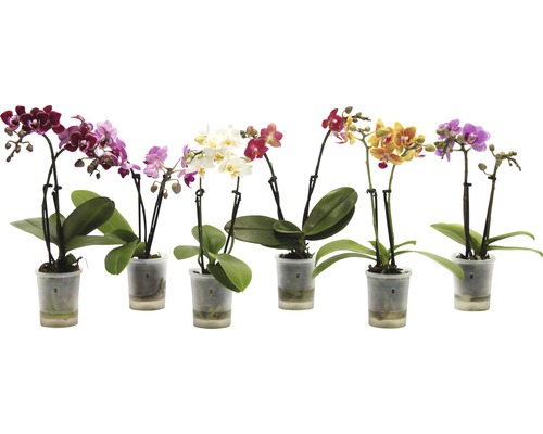 Orchidée papillon FloraSelf Phalaenopsis multiflora Mini h 15-25 cm pot Ø 6 cm diff. couleurs-0