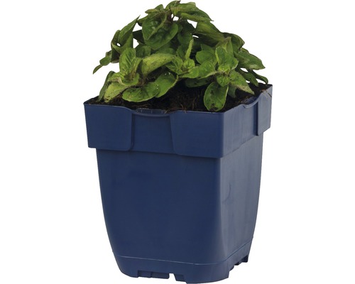 Plante en pot en plastique bleu