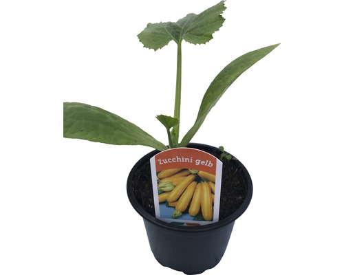 Plant de courgette jaune en pot