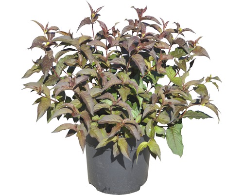 Cornouiller du Japon ''Satomi'' en pot