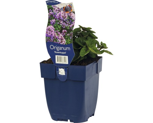 Origan Rosenkuppel en pot