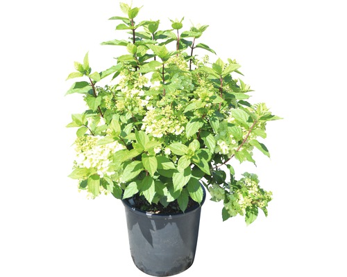 Hortensia paniculé FloraSelf Hydrangea paniculata 'Magical Mont Blanc' h 100-125 cm Co 18 l 30 Jahre FloraSelf Edition