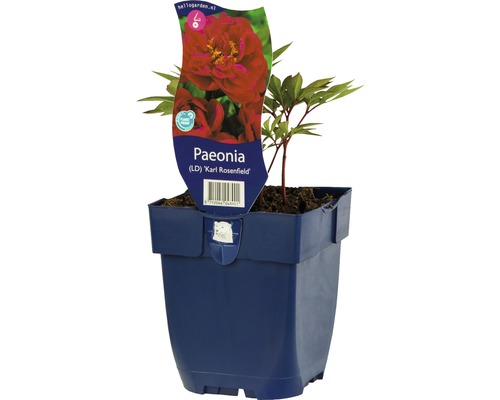 Pivoine rouge FloraSelf Paeonia-Cultivars 'Karl Rosenfield' h 5-80 cm Co 0,5 l fleurs doubles