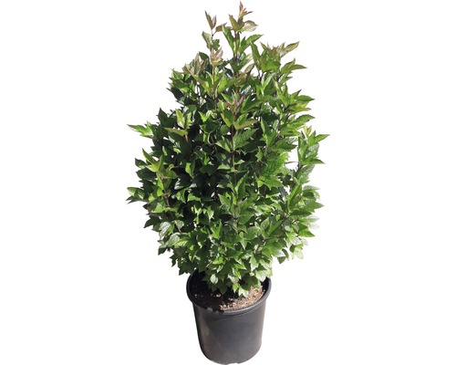 Arbuste d''ornement en pot