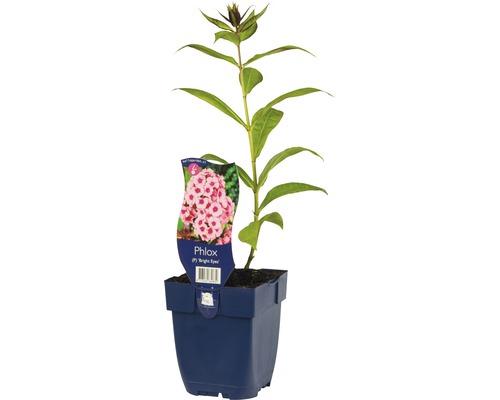 Phlox en pot