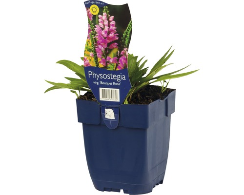 Cataleptique FloraSelf Physostegia virginiana 'Bouquet Rose' h 5-80 cm Co 0,5 l Physostegia Virg. ''Bouquet Rose'' dans un pot