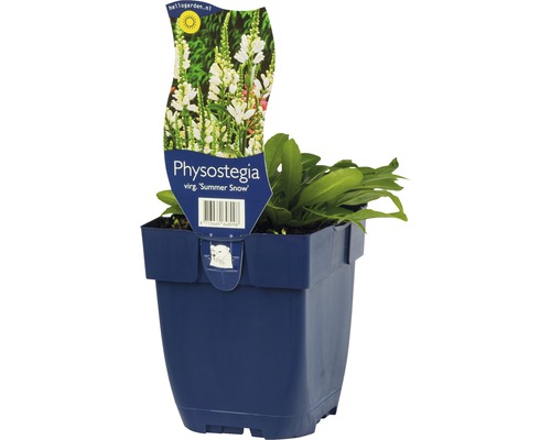 Cataleptique FloraSelf Physostegia virginiana 'Summer Snow' h 5-80 cm Co 0,5 l Physostegia ''Summer Snow'' en pot