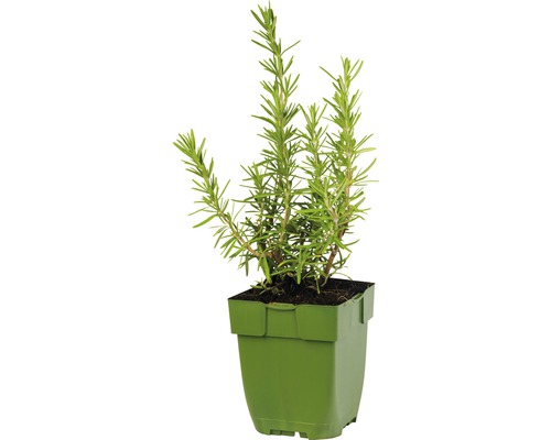 Rosmarinpflanze im Topf für den Garten