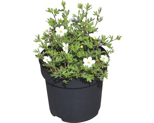 Potentille en pot avec des fleurs blanches