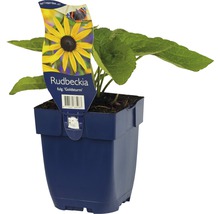 Sonnenhut FloraSelf Rudbeckia fulgida 'Goldsturm' H 5-70 cm Co 0,5 L-thumb-3