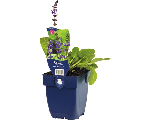 Hainsalbei, Ziersalbei, Gartensalbei FloraSelf Salvia nemorosa 'Mainacht' H 5-20 cm Co 0,5 L