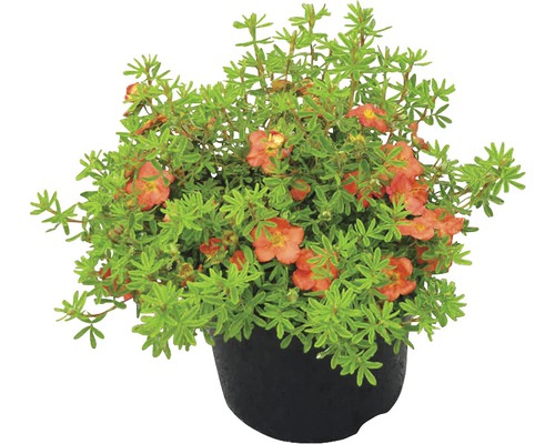 Fingerstrauch Pflanze im Topf