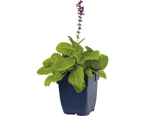 Salbei Pflanze im Topf