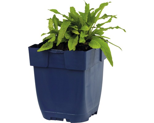 Plante en pot