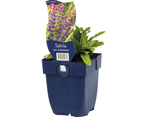 Hainsalbei, Ziersalbei, Gartensalbei FloraSelf Salvia nemorosa 'Ostfriesland' H 5-20 cm Co 0,5 L