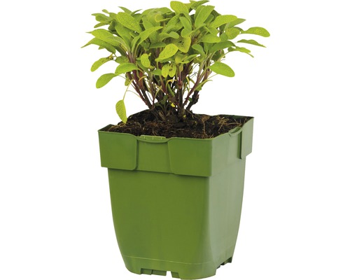 Sauge plante en pot