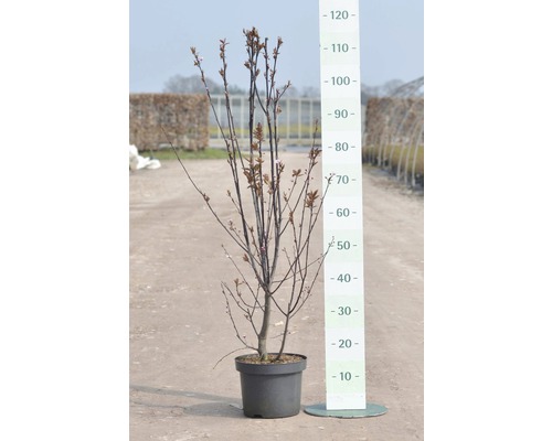 Prunus FloraSelf Prunus cerasifera 'Nigra' H 40 cm Co 5 L-0
