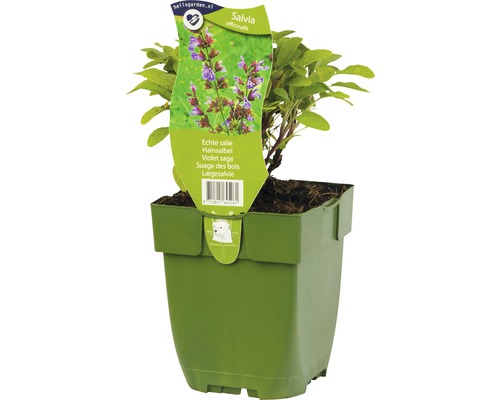 Sauge officinale en pot